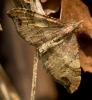 Homodotis megaspilata